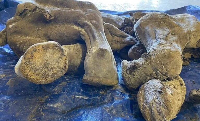 Un mamut bebé congelado durante miles de años descubierto en