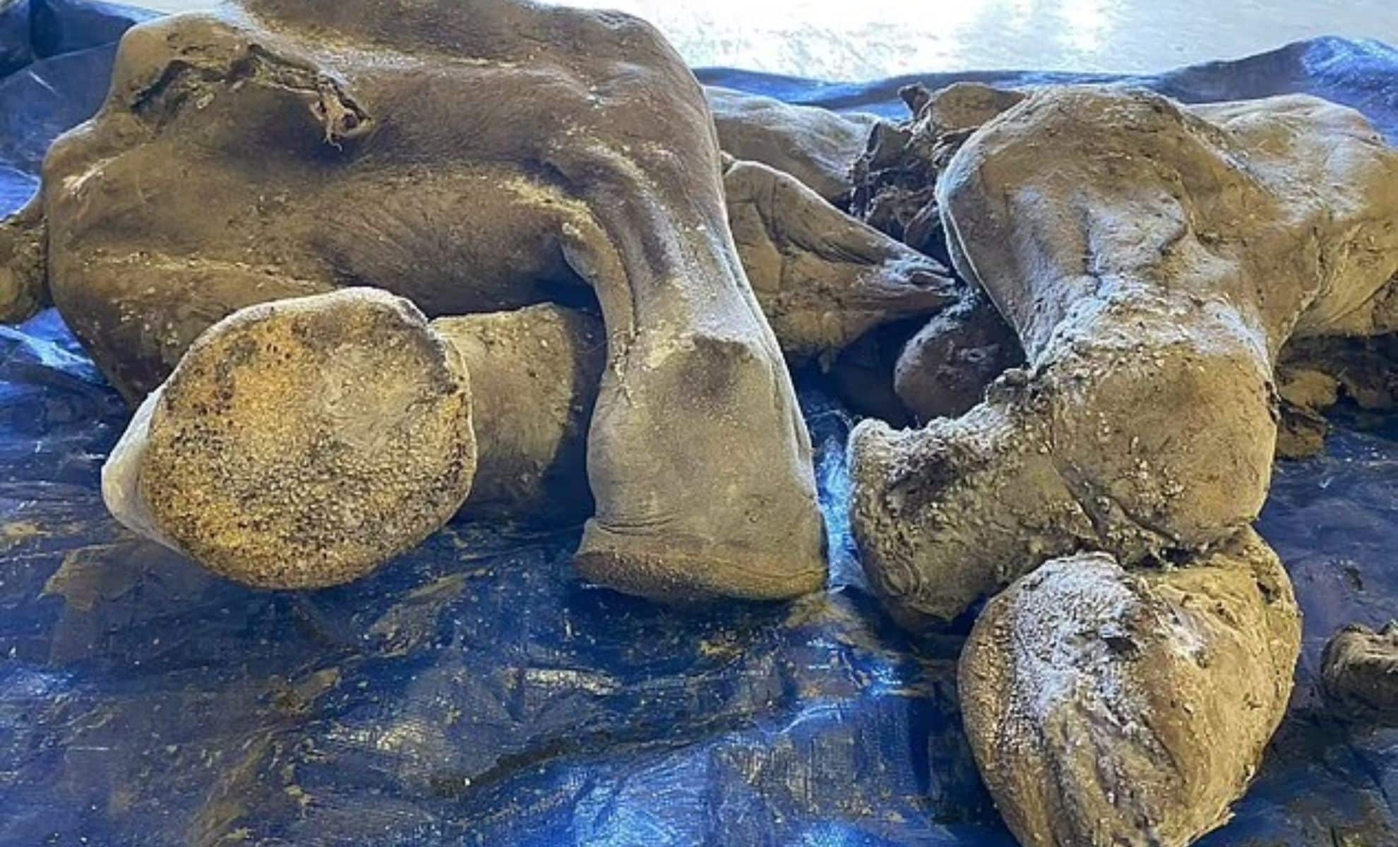 Un mamut bebé congelado durante miles de años descubierto en