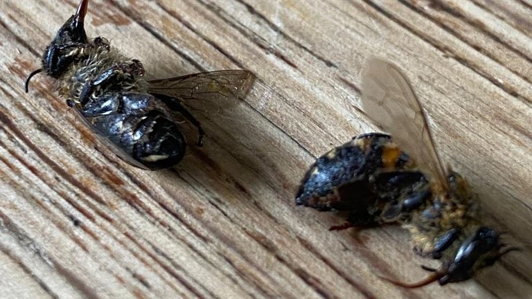 Las abejas sobresalen su lengua (Foto: Marcel Horck).