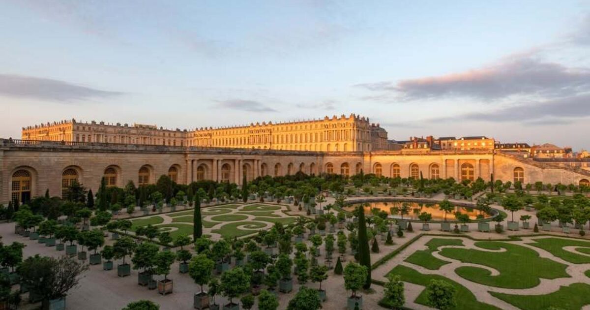 Versailles Colors Flemish: Tree Nursery Supplies 120,000 Boxwood Plants para