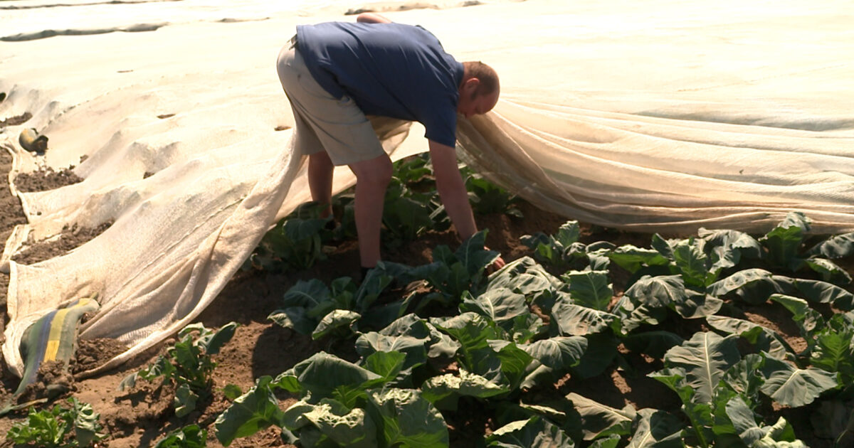 "Esto costará piezas de personas": Los agricultores temen a sus