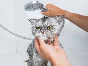 ¿Se puede adoptar un gato si se es alérgico... a