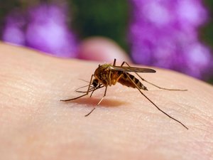 Chikungunya: primer caso autóctono en Francia metropolitana.