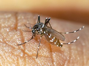 Chikungunya: se detecta un primer caso autóctono en el Var,