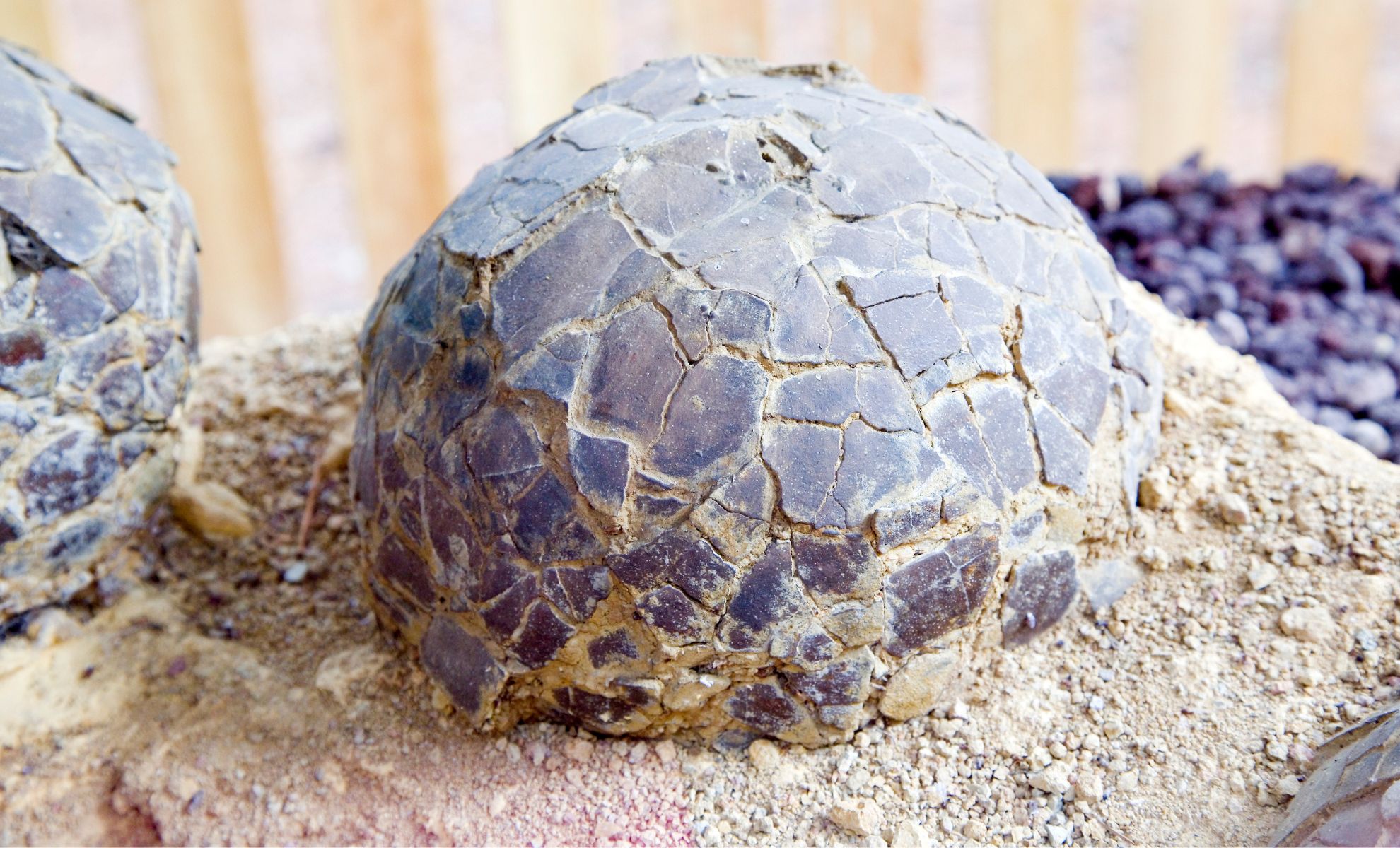 Científicos sorprendidos por evidencia de aves antiguas anidando en el