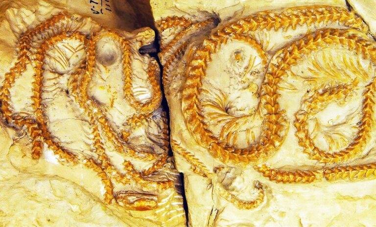Descubrimiento de una serpiente de 34 millones de años revela
