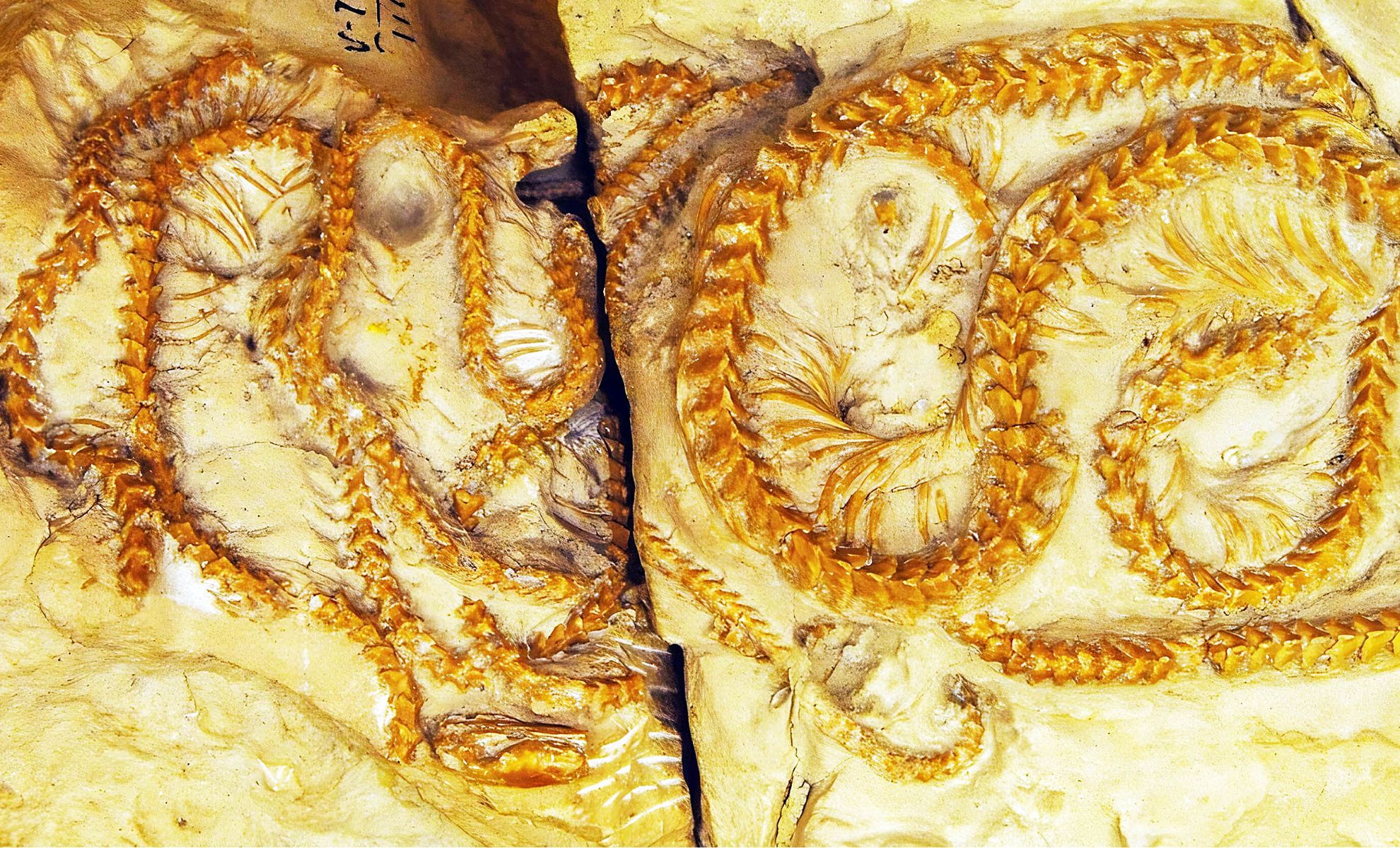 Descubrimiento de una serpiente de 34 millones de años revela