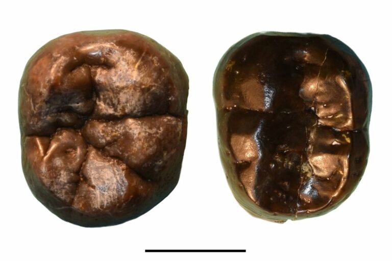 Dientes de dos millones de años transforman la teoría de