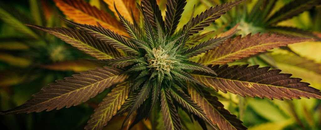 El compuesto del cannabis podría protegernos de una enfermedad fúngica
