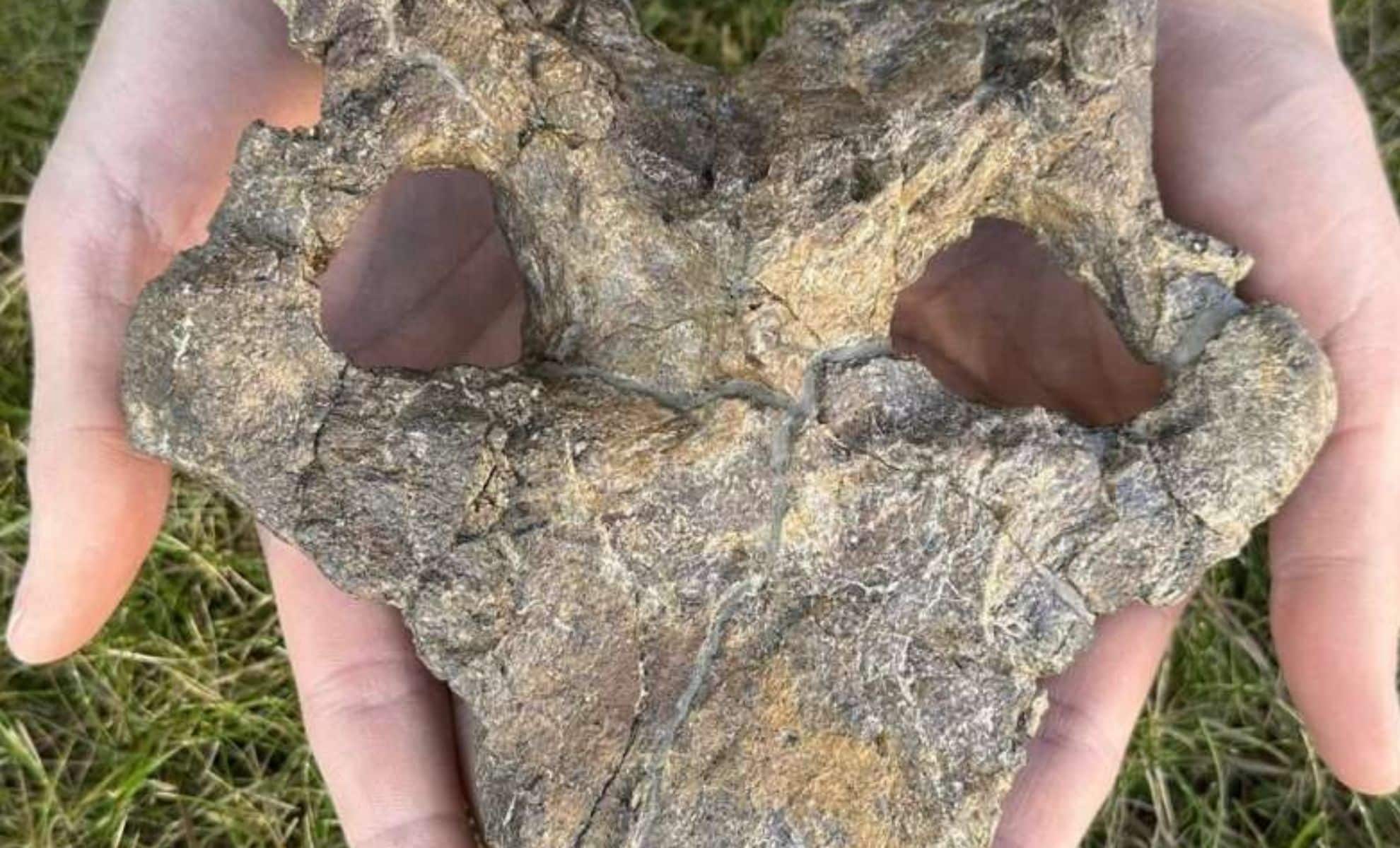 El cráneo de estegosaurio más completo encontrado en España cambió