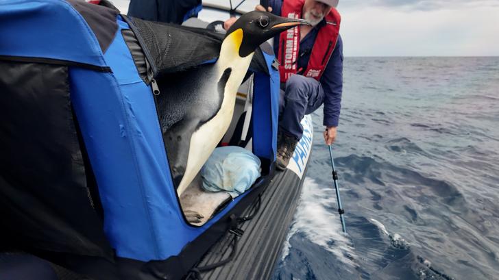 El declive de los pingüinos emperador es aún más rápido