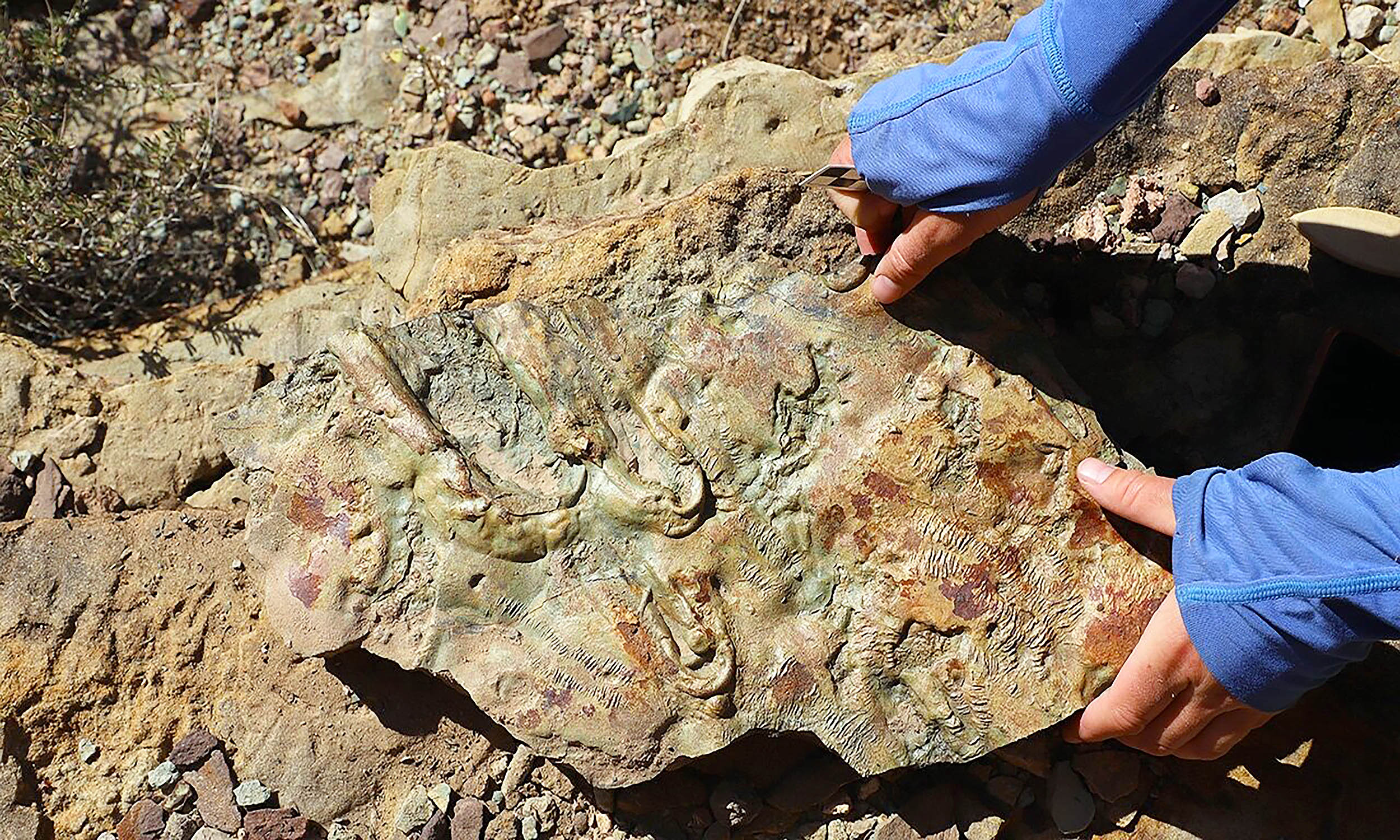 El descubrimiento de rocas en el Gran Cañón ha reescrito