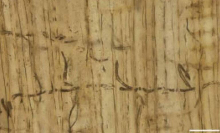 Hongo de 160 Millones de Años Revela Secretos de la