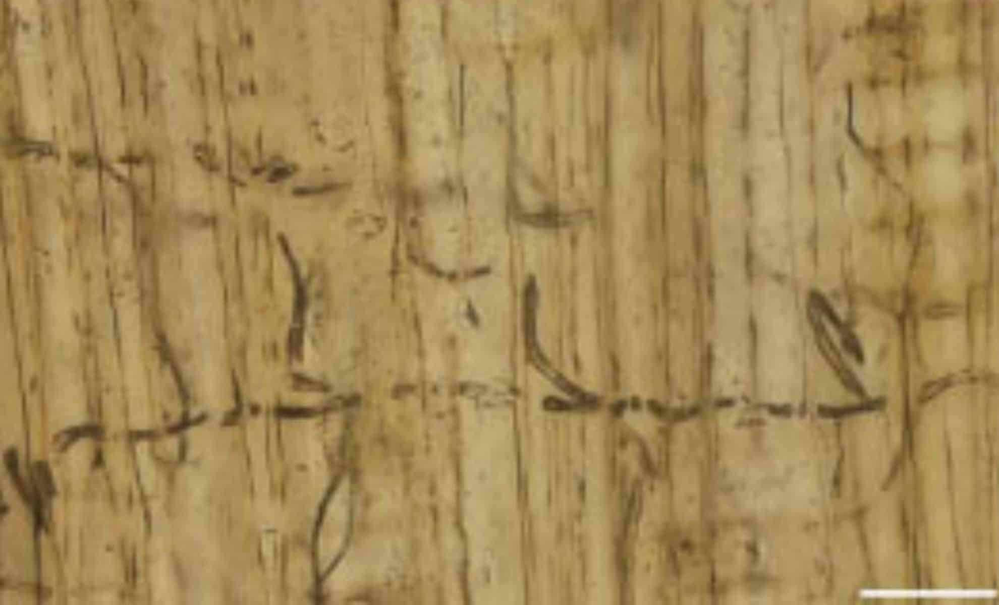 Hongo de 160 Millones de Años Revela Secretos de la