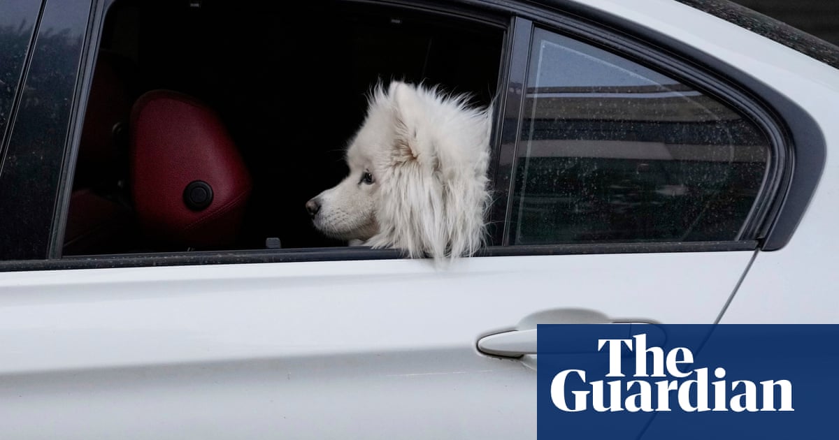 Irán amplía la prohibición de pasear perros por "orden público,