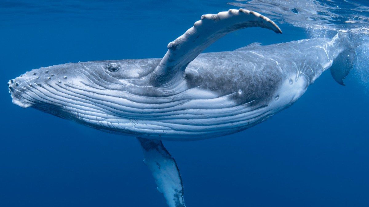 Las ballenas jorobadas que soplan anillas de burbujas pueden estar