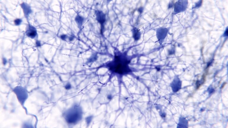 Las células cerebrales en forma de estrella pueden ser la