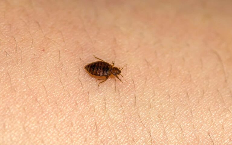 Las chinches pueden ser la primera plaga humana, evolucionando a