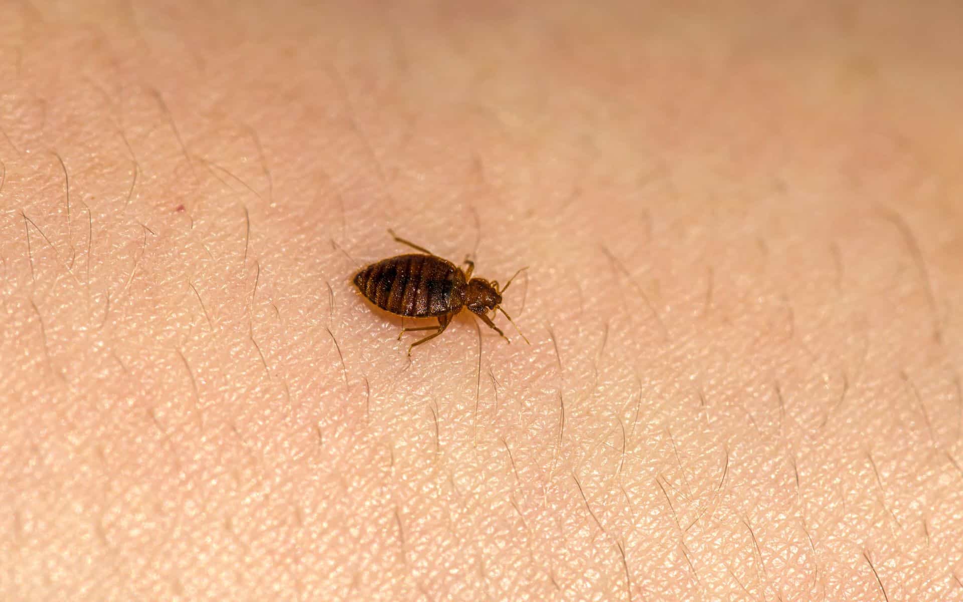 Las chinches pueden ser la primera plaga humana, evolucionando a