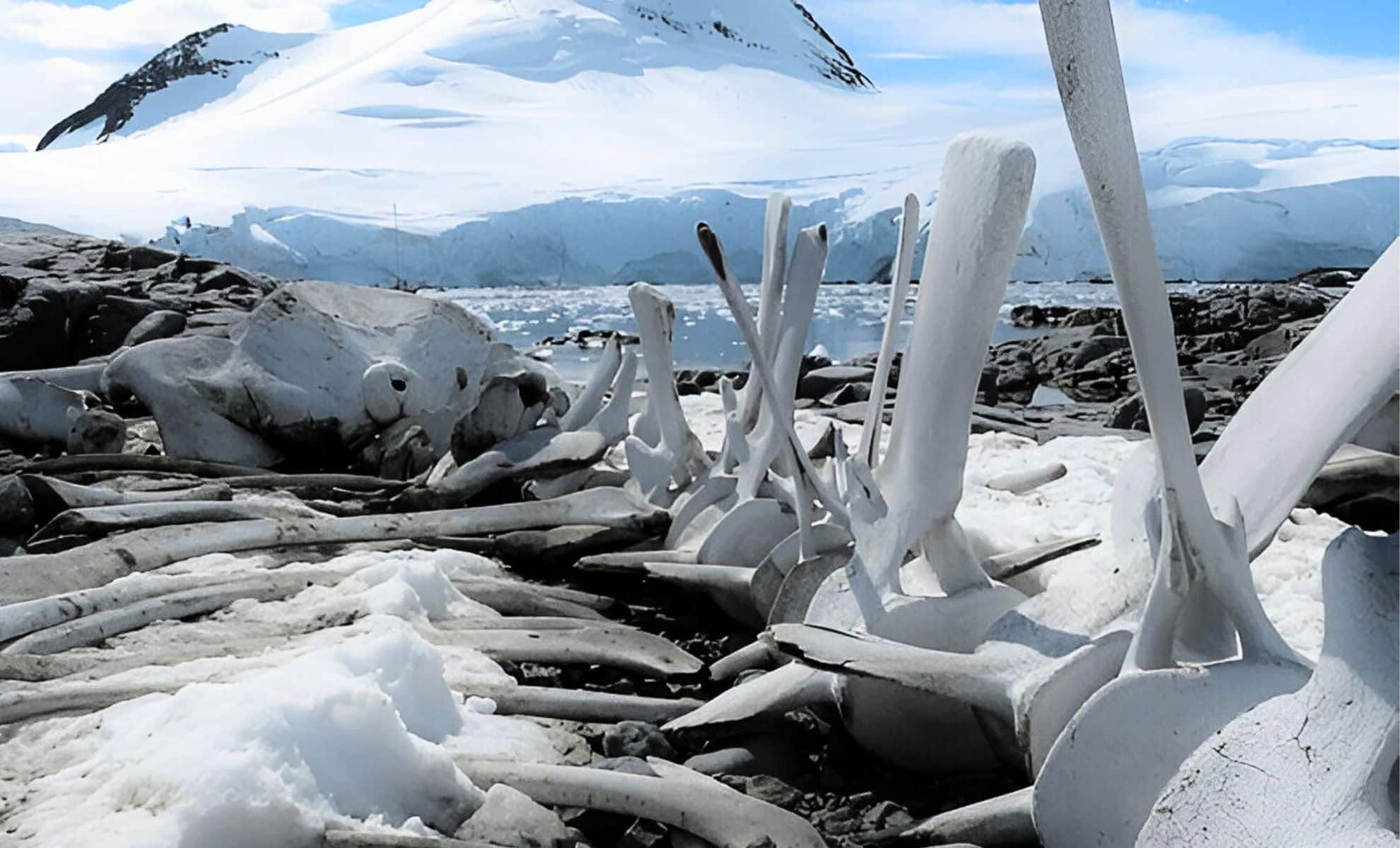 Lograron prosperar en la oscura helada hace 120 millones de
