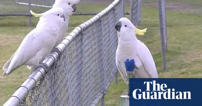 Los cacatúas comienzan a beber de las fuentes de agua