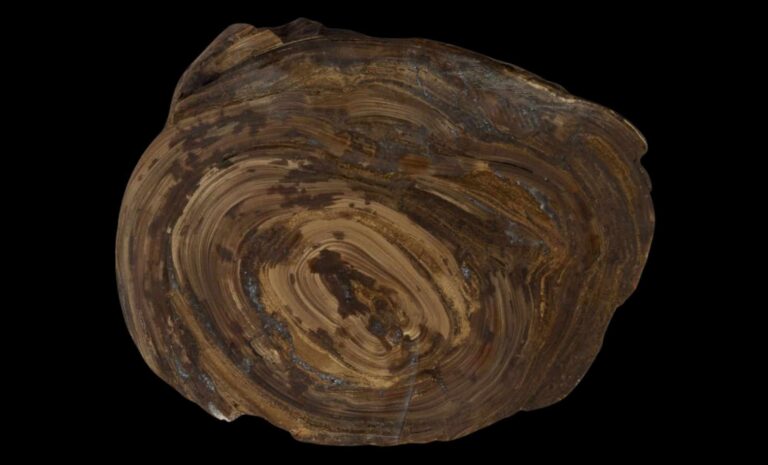 Los científicos descubren el fósil de piedra estomacal más antiguo