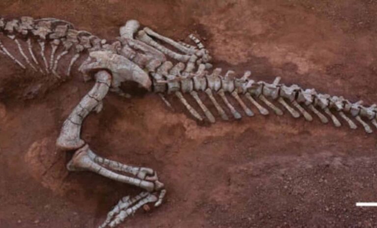 Los científicos descubren un gigantesco dinosaurio de 10 metros que