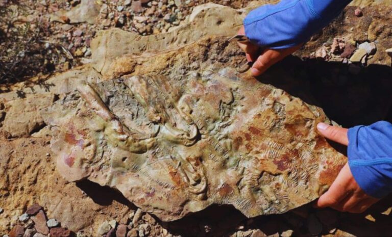 Los geólogos acaban de resolver un misterio de 500 millones
