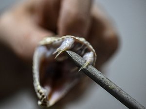 Mordido por serpientes 200 veces para ayudar a encontrar un