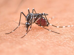 Mosquitos tigre: vigilancia tras el descubrimiento por parte del ARS
