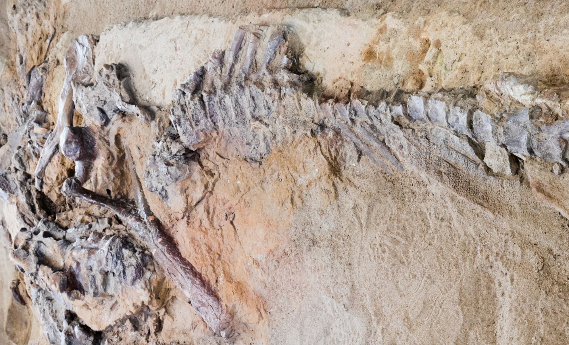Nueva especie de dinosaurio descubierta en Marruecos podría reescribir la