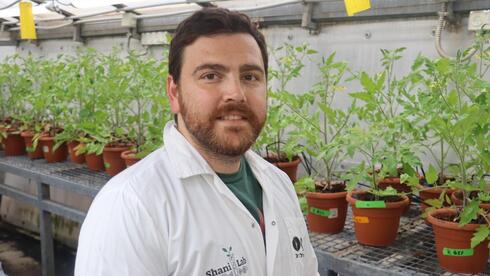 Nuevo método israelí podría hacer que los tomates sean más