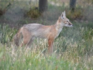 Rara y peligrosa, aparece de 5 a 15 años después