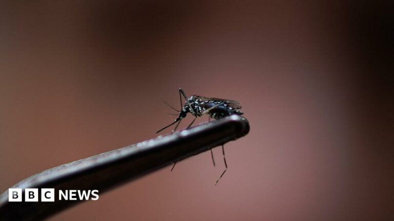 Resultados 'rápidos' para las pruebas de mosquitos del virus del