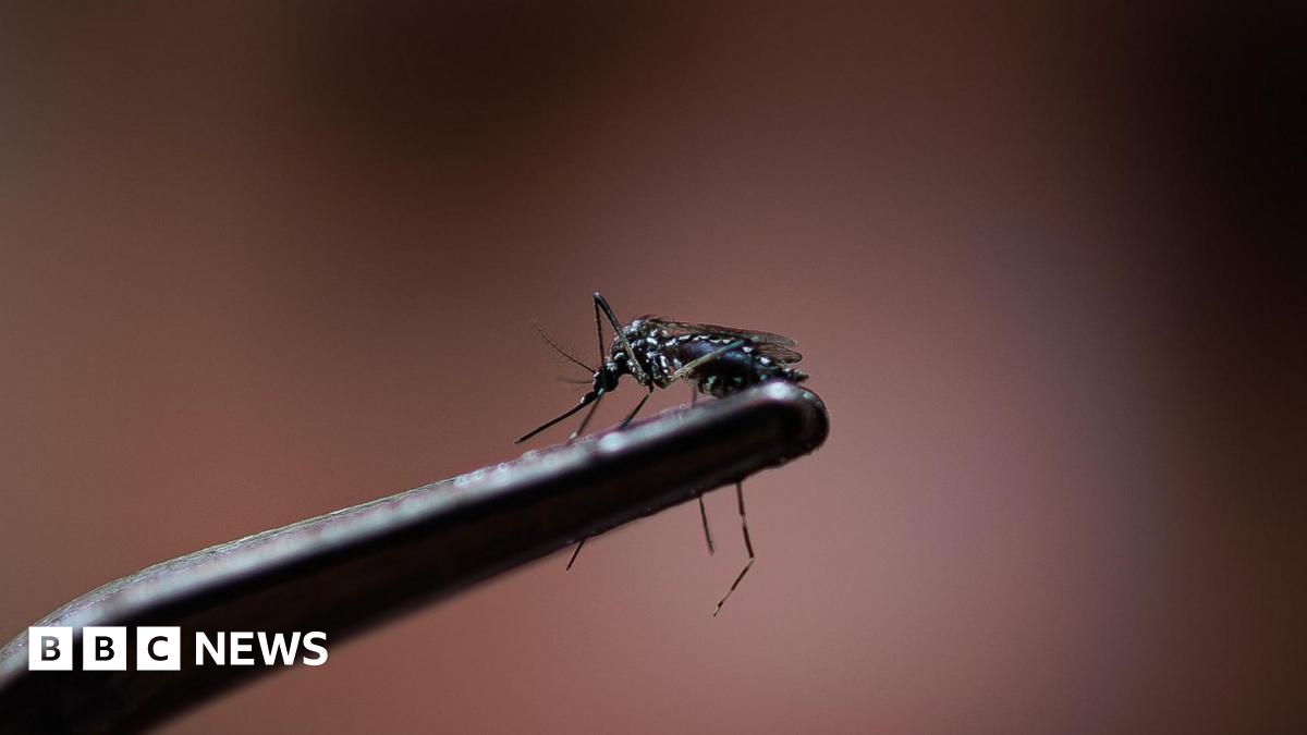 Resultados 'rápidos' para las pruebas de mosquitos del virus del