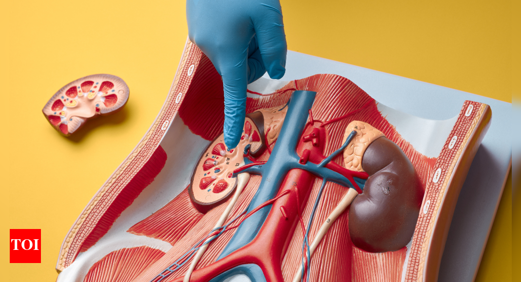 Salud renal: ¿Pueden los niveles altos de ácido úrico provocar
