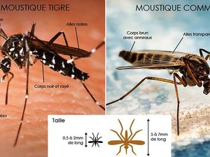 Séméac. El mosquito tigre, un vecino del que hay que