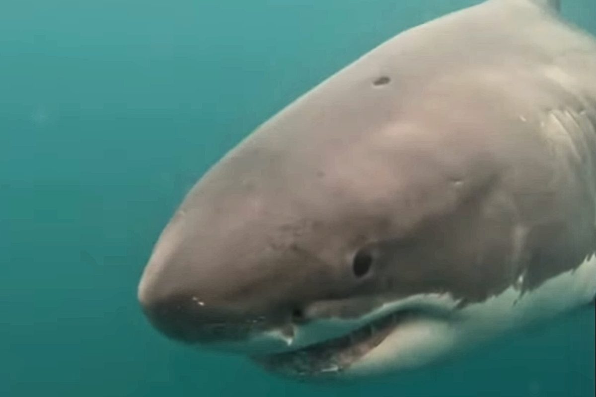 Tiburón blanco de 5 metros encontrado con un agujero perfectamente