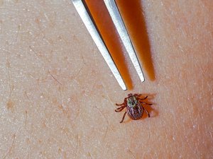 Tournefeuille. Enfermedad de Lyme: una oportunidad para comprender y compartir.