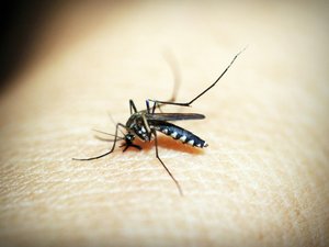 Un primer caso de chikungunya en Occitania, las autoridades sanitarias