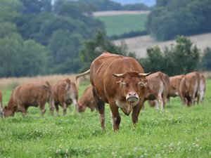 Un primer caso de dermatosis nodular contagiosa identificado en Francia: