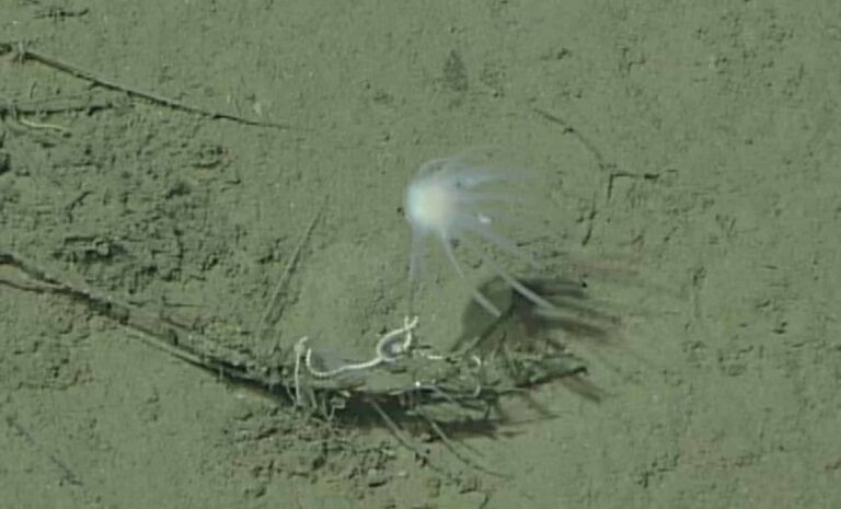 Una especie de 700 millones de años que cambia nuestra