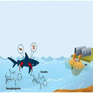 Tiburones Cocaína