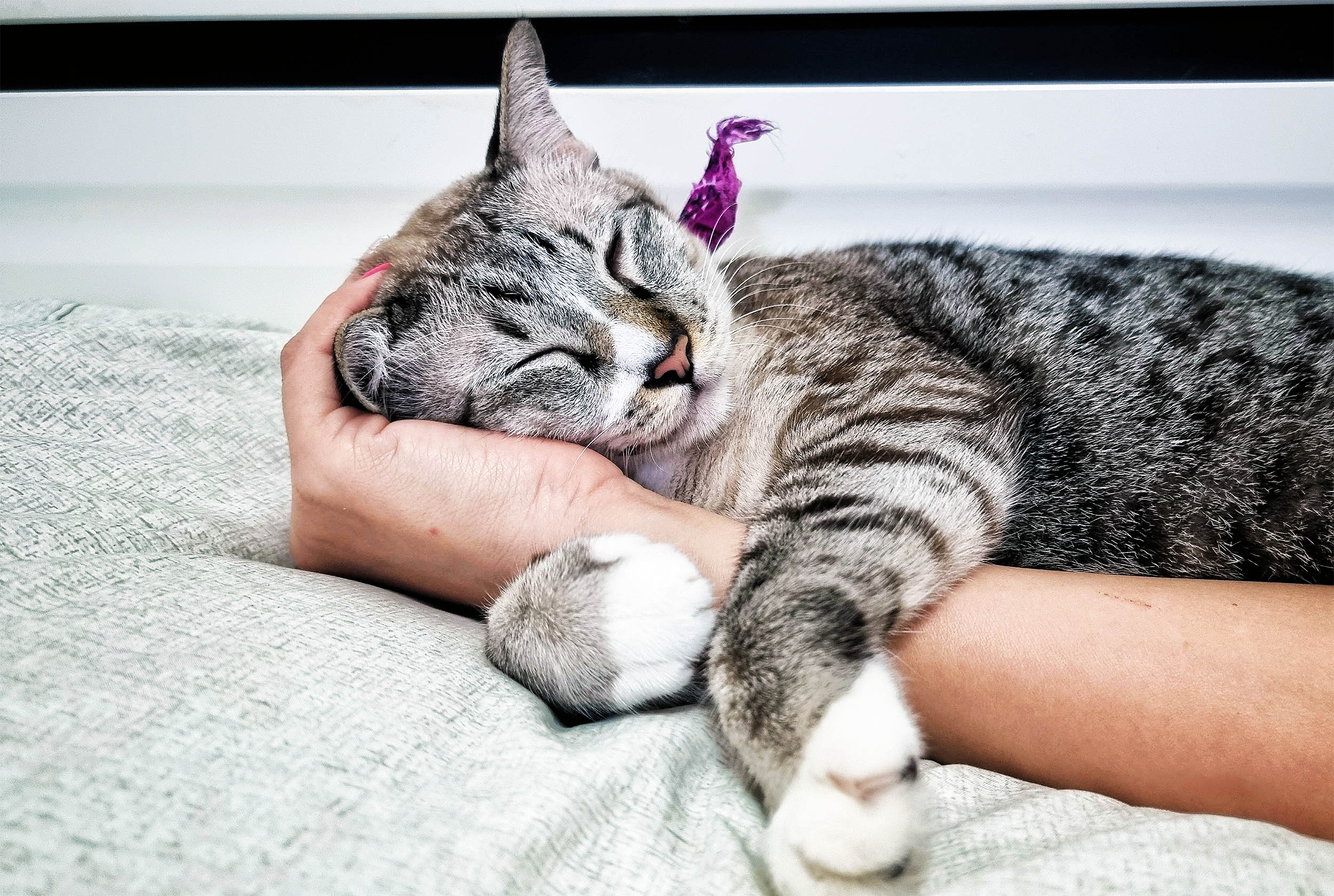 ¿Cómo y por qué ronronean los gatos? Los científicos finalmente