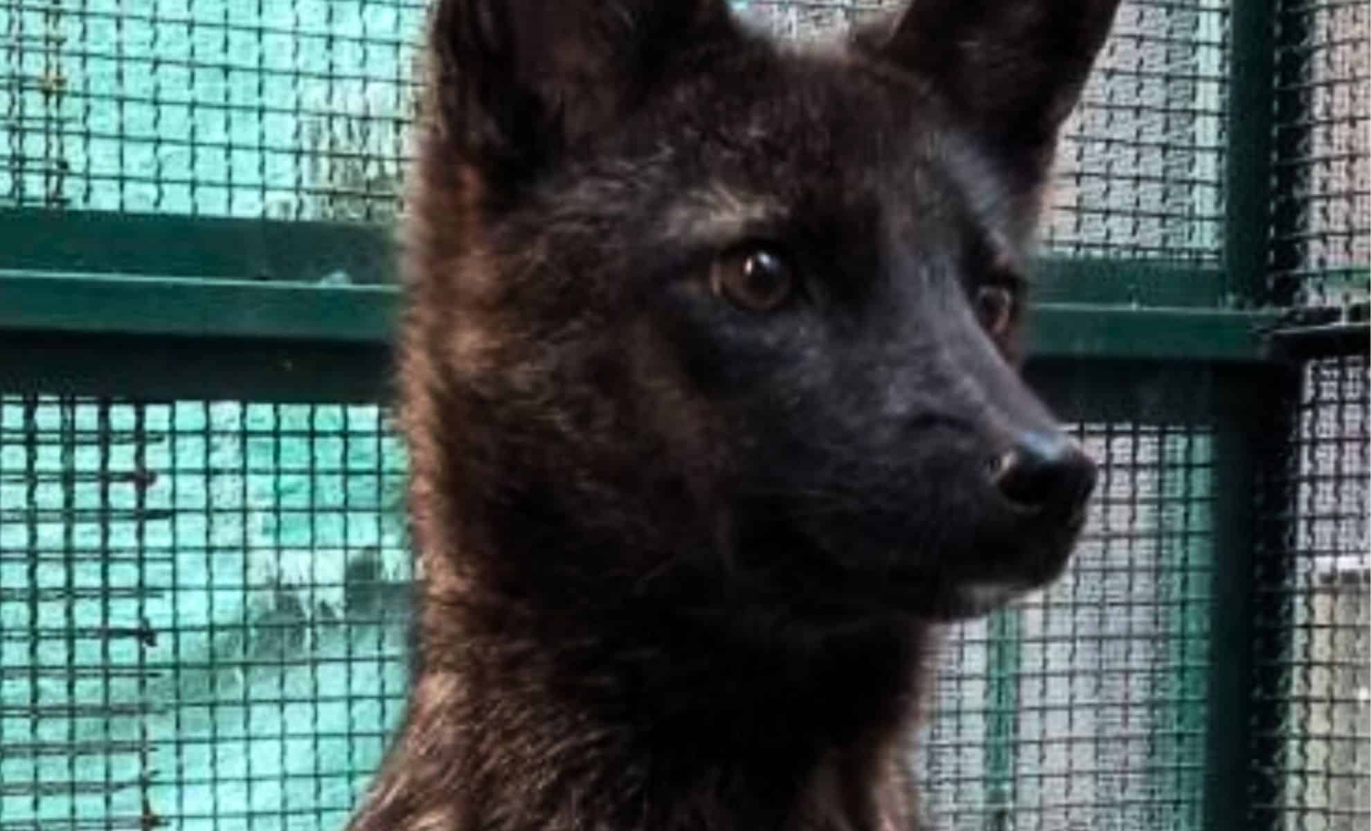 ¿Cuál es el "Dogxim", el único híbrido único en el