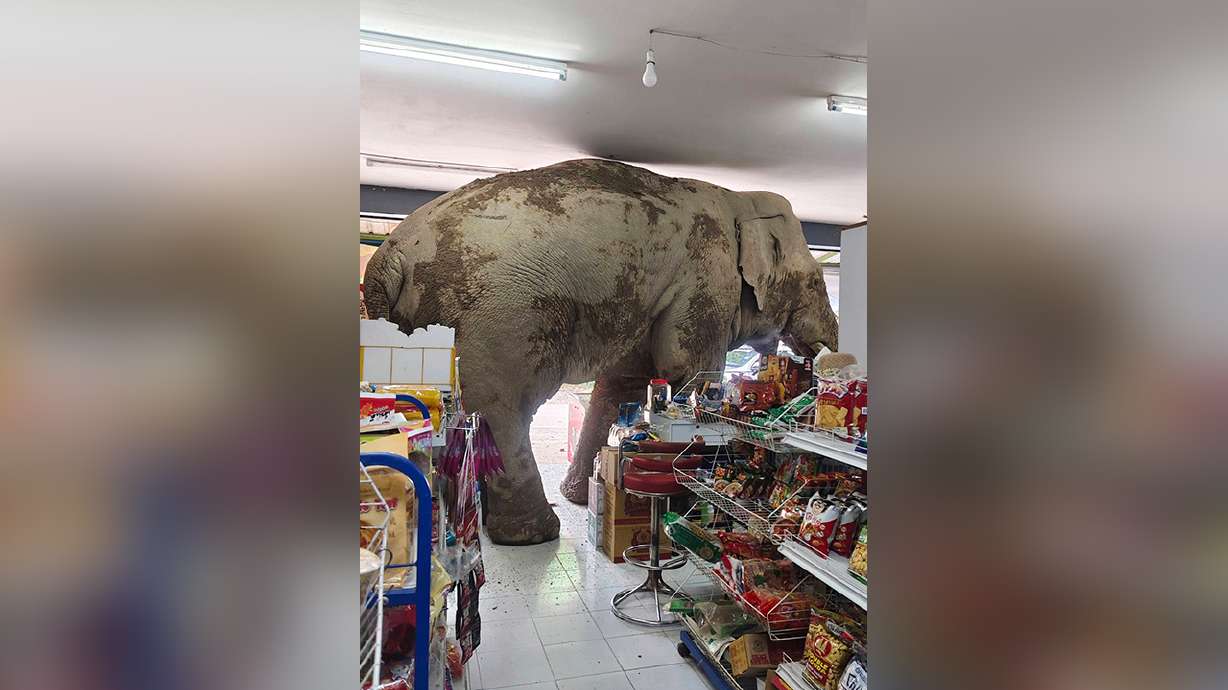 ¿Has visto esto? Elefante salvaje hambriento asalta un supermercado en