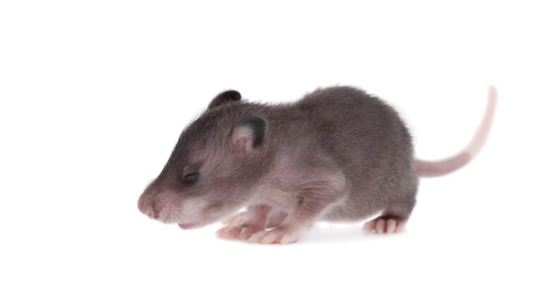 ¿Qué animal tiene el mejor sentido del olfato?