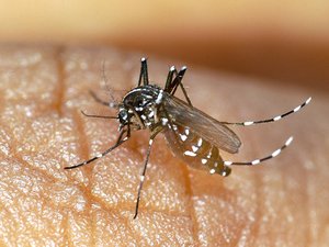 Chikungunya: ¿la ola de calor como gran responsable? Un primer