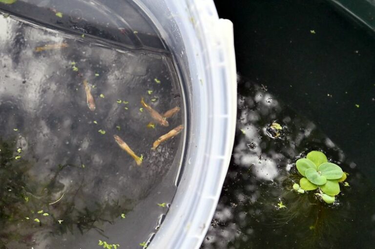 ¿Qué son esos "poubellariums", esos nuevos dispositivos llenos de peces