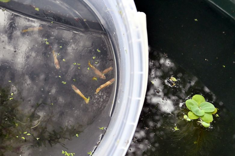 ¿Qué son esos "poubellariums", esos nuevos dispositivos llenos de peces